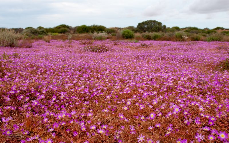 Wildflowers-of-Western-Australia