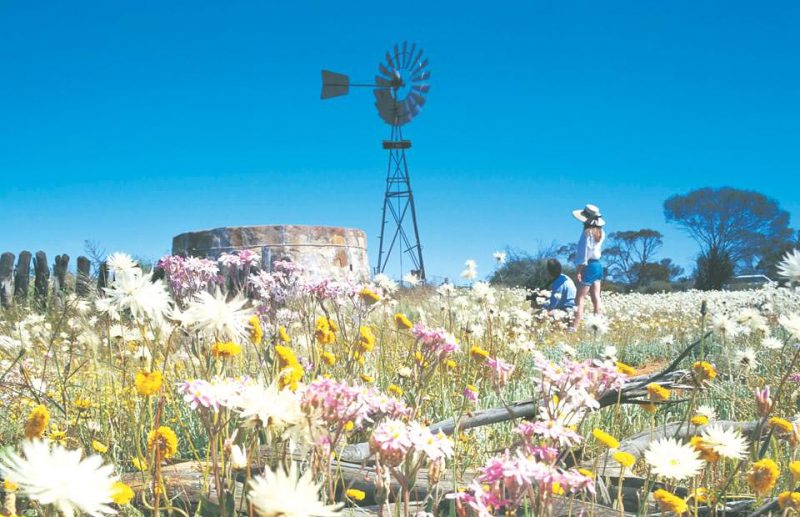 Wildflowers-with-Windmill_WA-wildflower-season