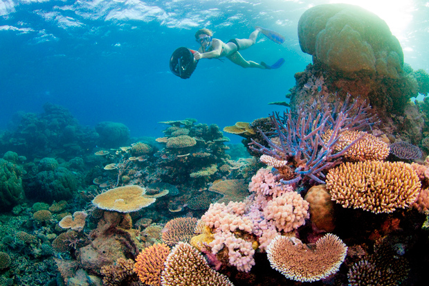 great-barrier-reef-snorkelling