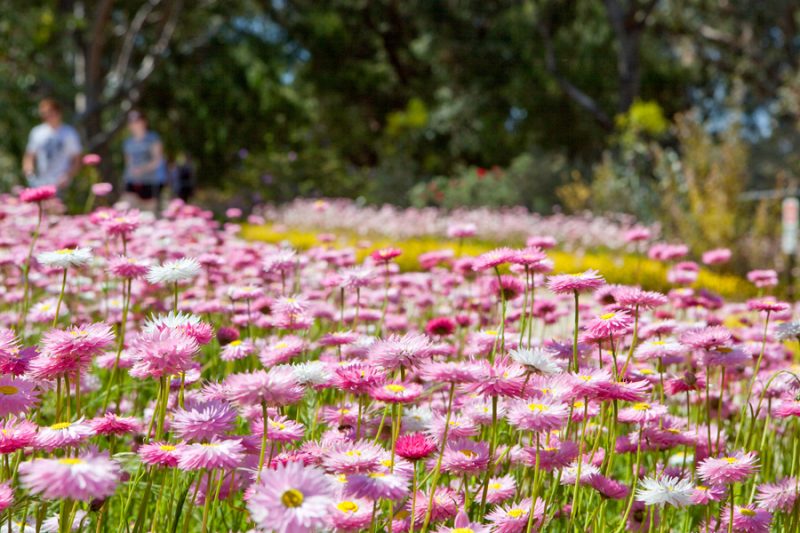 everlastings_in_blossom_a_russell